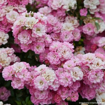 Rosier Fête des Mères - Rosa (x) polyantha