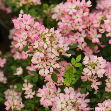 Rosier Fête des Mères - Rosa (x) polyantha