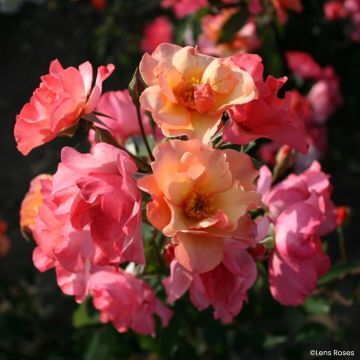 Rosier arbustif Vif Eclat