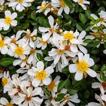 Rosier couvre-sol Rosanatura Napi