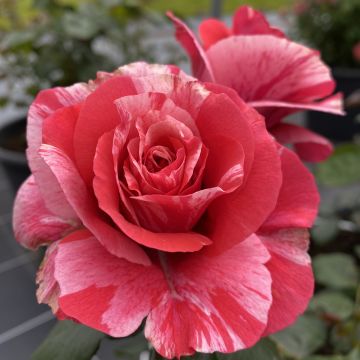 Rosier à grandes fleurs Poseidon®