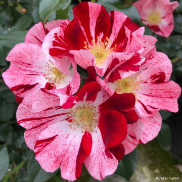 Rosier à fleurs groupées Novalis en racines nues