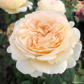 Rosier à grandes fleurs Marzipan