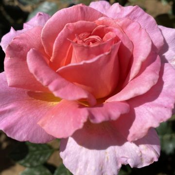 Rosier à grandes fleurs Anahe® 