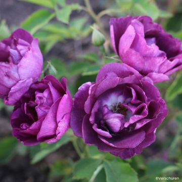 Rosier grimpant Perennial Blue en racines nues