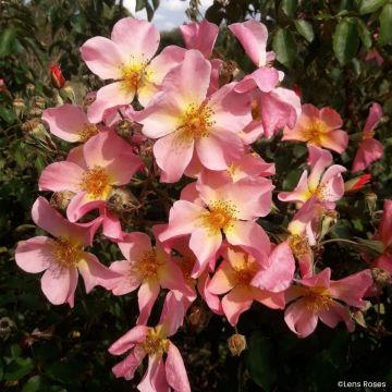 Rosier grimpant Guirlande Rose