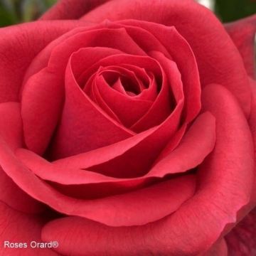 Rosier grimpant Long Island Oralinco