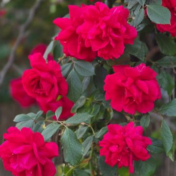 Rosier Grimpant American Pillar