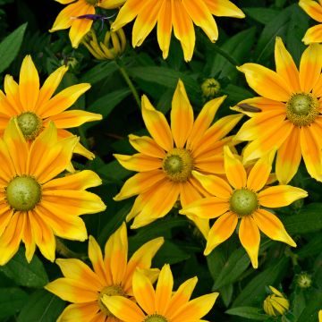 Rudbeckia annuel Prairie Sun - Rudbeckie jaune d'or bordée de jaune clair.