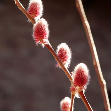 Salix chaenomeloides Mount Aso
