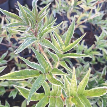 Sureau noir - Sambucus nigra