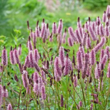 Sanguisorba hakusanensis - Pimprenelle