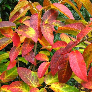 Sapium japonicum - Neoshirakia japonica