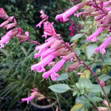 Sauge Wendy's Wish - Salvia hybride