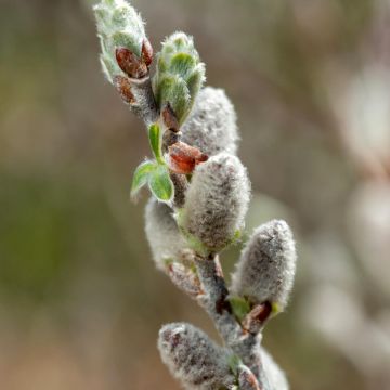 Salix purpurea Nana - Saule rouge Salix purpurea Nana - Saule rouge