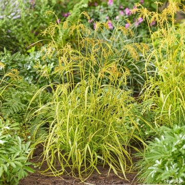 Juncus effusus Spiralis - Jonc spiralé