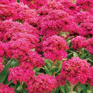 Sedum (Hylotelephium) Thunderhead - Orpin d'automne
