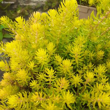 Sedum reflexum - Orpin des rochers, Orpin réfléchi