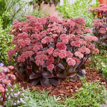 Sedum Black Knight 