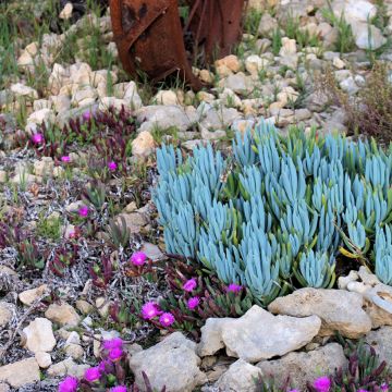 Senecio serpens Blue Chalk