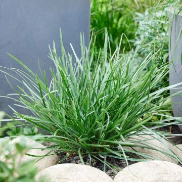 Sesleria heufleriana - Seslerie