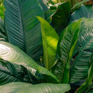 Spathiphyllum Sensation Spathiphyllum Sensation