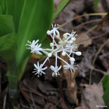 Speirantha convallarioides - Muguet de Chine Speirantha convallarioides - Muguet de Chine