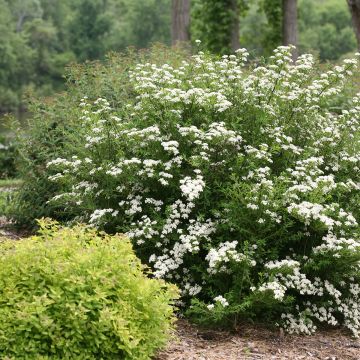 Spirée japonaise Snowmound - Spiraea nipponica Snowmound Spirée japonaise Snowmound - Spiraea nipponica Snowmound
