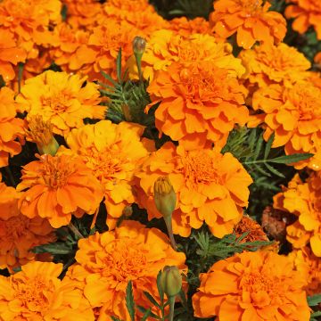 Graines d'Oeillet d'Inde Durango Tangerine - Tagetes patula