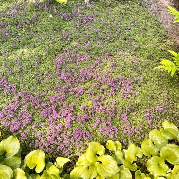 Thym laineux en godet - Thymus pseudolanuginosus