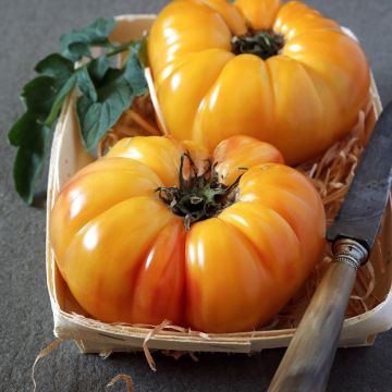 Tomate Ananas AB - Ferme de Ste Marthe