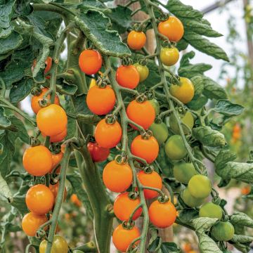 Tomate Sturdy Grace F1 en plants - Tomate cerise jaune Tomate Sturdy Grace F1 en plants - Tomate cerise jaune