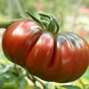 Tomate Russe rouge - Tomate ancienne - Plants de tomate