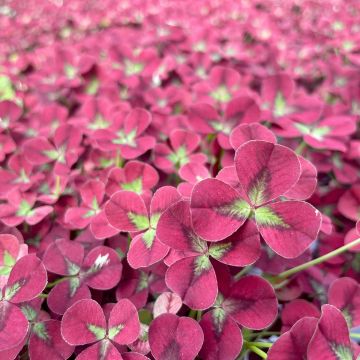 Trifolium repens Pentaphyllum - Trèfle blanc à feuilles pourpres