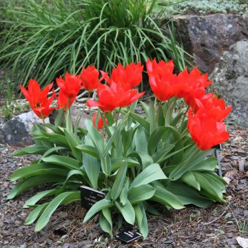 Tulipe fosteriana Princeps