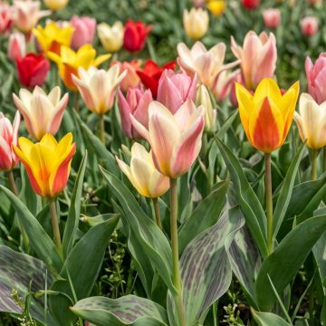 Tulipes botaniques kaufmanniana Rainbow en mélange