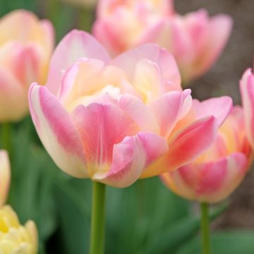 Tulipe Double Crème Up Star