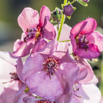 Verbascum Dark Eyes - Molène hybride