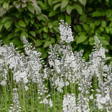 Veronica gentianoides - Véronique du Caucase