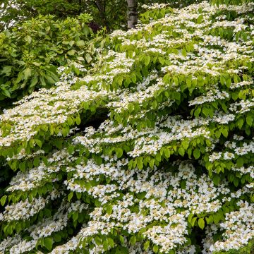 Viorne de Chine - Viburnum plicatum Mariesii Great Star Viorne de Chine - Viburnum plicatum Mariesii Great Star
