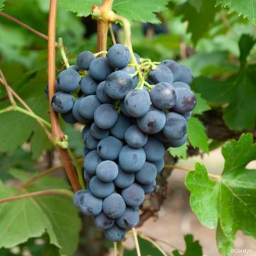Vigne Muscat de Hambourg - Vitis vinifera