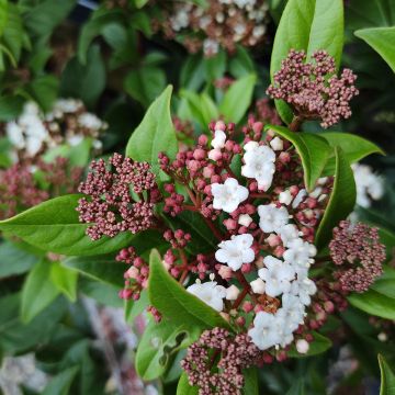 Viorne, Laurier Tin - Viburnum tinus Spirit