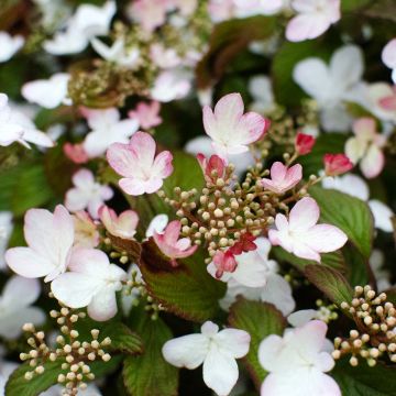 Viorne, Viburnum Plicatum Pink Beauty Viorne, Viburnum Plicatum Pink Beauty