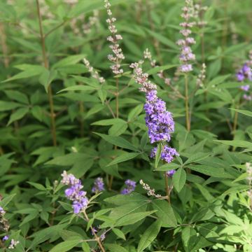 Vitex agnus-castus Queen Bee - Gattilier Vitex agnus-castus Queen Bee - Gattilier