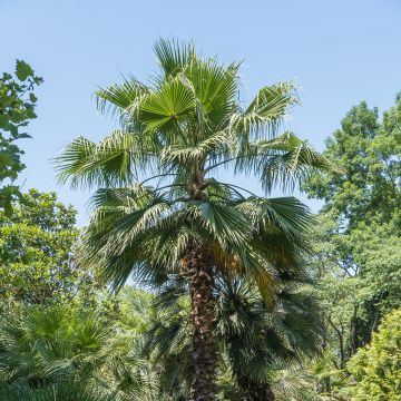 Phoenix canariensis - Palmier, Dattier des Canaries.