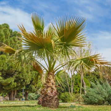 Phoenix canariensis - Palmier, Dattier des Canaries.