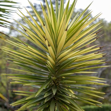 Yucca aloifolia Variegata - Yucca à feuilles d'Aloès Yucca aloifolia Variegata - Yucca à feuilles d'Aloès