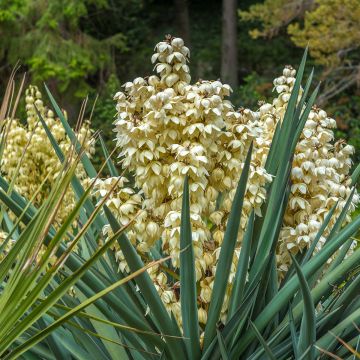 Yucca gloriosa - Dague espagnole