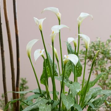Arum d'Ethiopie, Zantedeschia Pink Misty