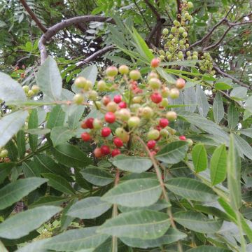 Zanthoxylum piperitum - Poivrier du Sichuan Zanthoxylum piperitum - Poivrier du Sichuan